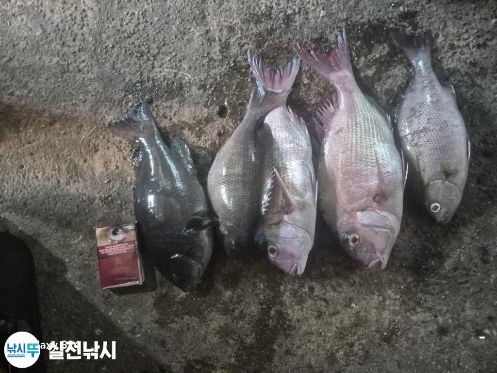 낚시뚜,참돔,돌돔,벵에돔,녹동항,실전낚시,낚시뚜9