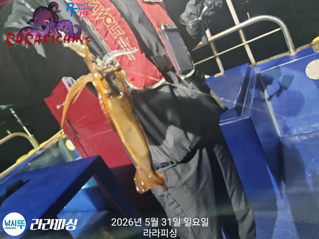 낚시뚜,화살촉오징어,속천항(진해),라라피싱,낚시뚜11