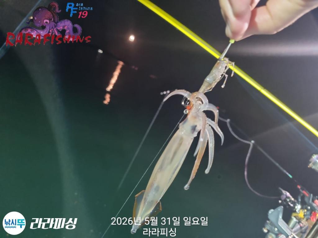 낚시뚜,화살촉오징어,속천항(진해),라라피싱,낚시뚜10
