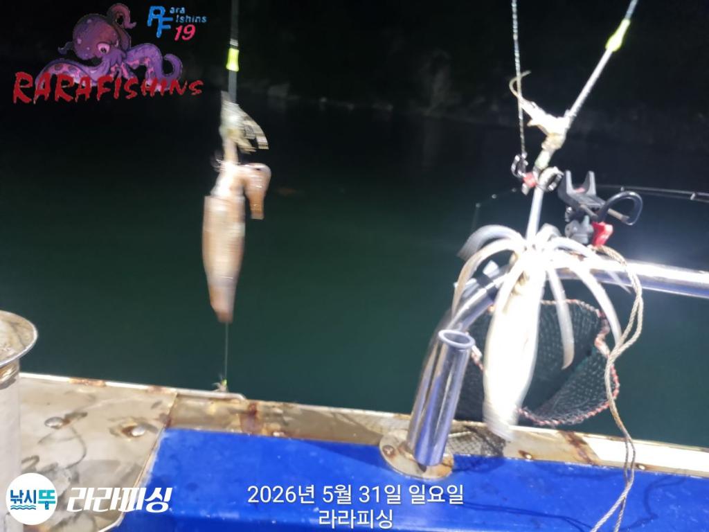 낚시뚜,화살촉오징어,속천항(진해),라라피싱,낚시뚜8