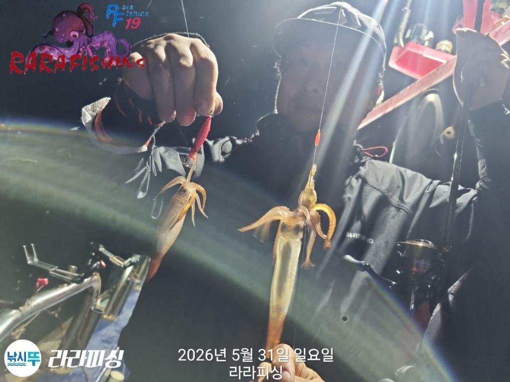 낚시뚜,화살촉오징어,속천항(진해),라라피싱,낚시뚜3