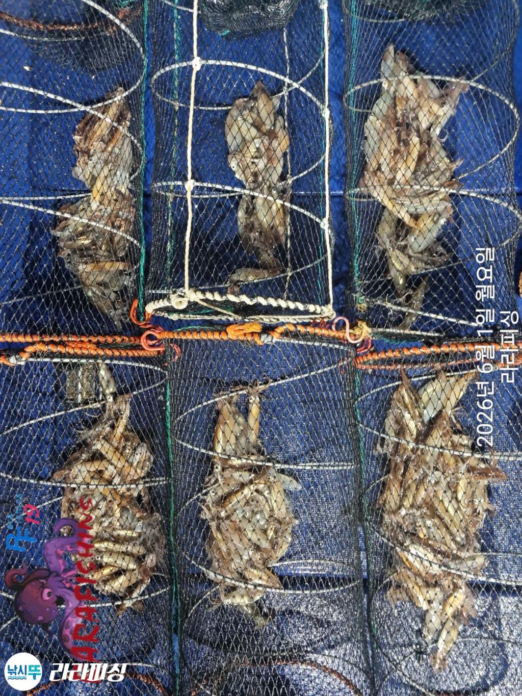 낚시뚜,화살촉오징어,속천항(진해),라라피싱,낚시뚜14