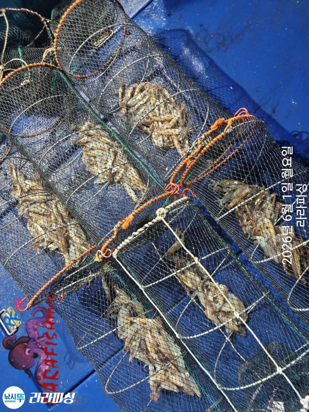 낚시뚜,화살촉오징어,속천항(진해),라라피싱,낚시뚜10