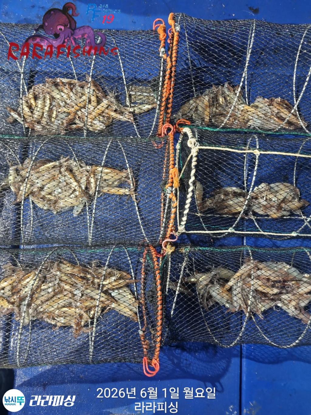 낚시뚜,화살촉오징어,속천항(진해),라라피싱,낚시뚜0