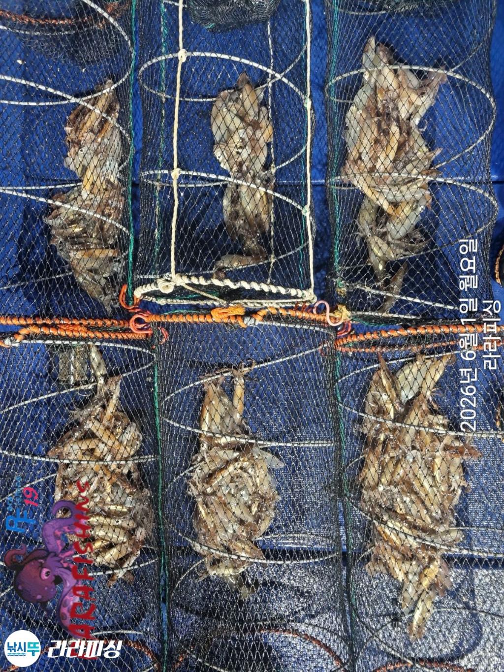 낚시뚜,화살촉오징어,속천항(진해),라라피싱,낚시뚜15