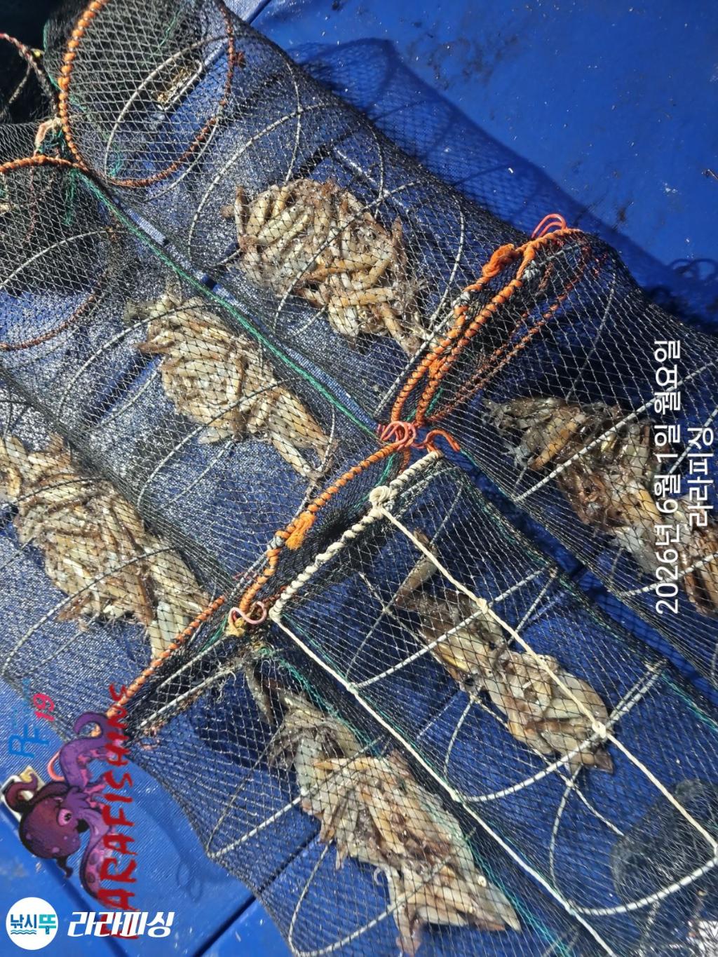 낚시뚜,화살촉오징어,속천항(진해),라라피싱,낚시뚜11