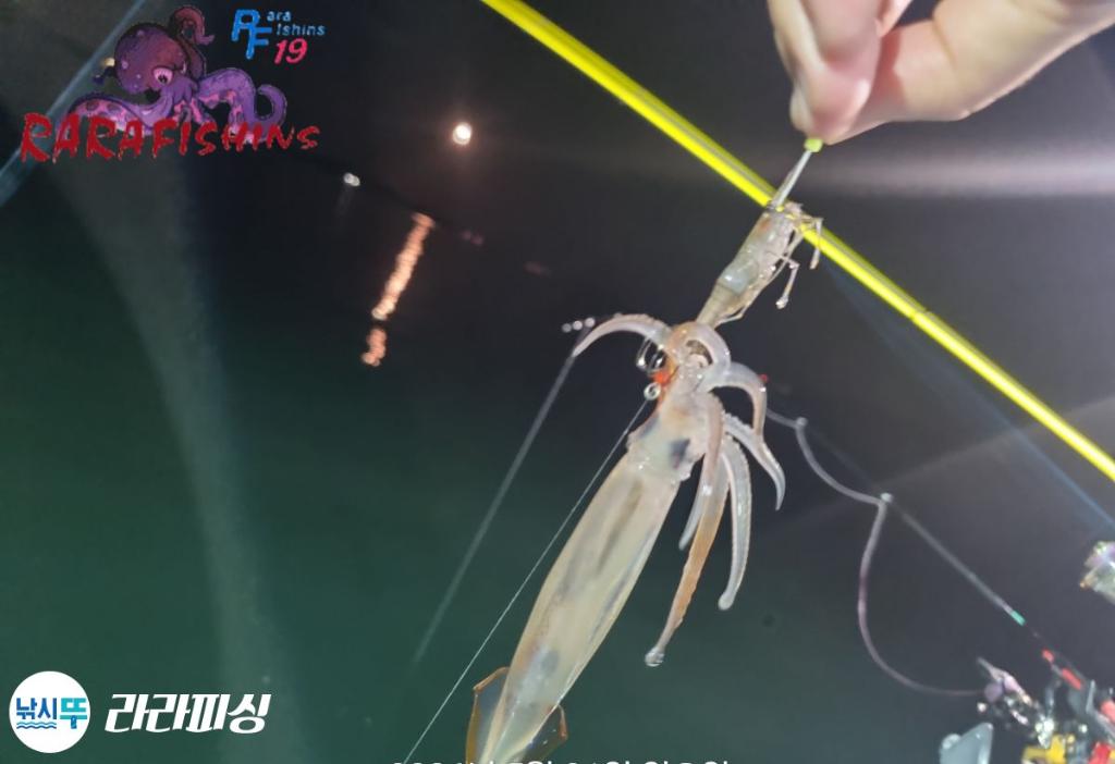 낚시뚜,화살촉오징어,속천항(진해),라라피싱,낚시뚜8