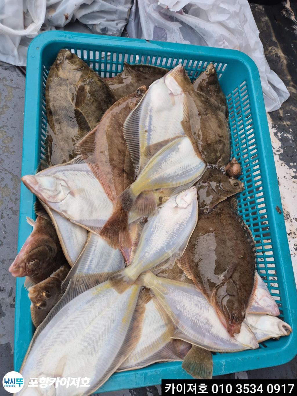 낚시뚜,도다리,영일만항,포항카이져호,낚시뚜29