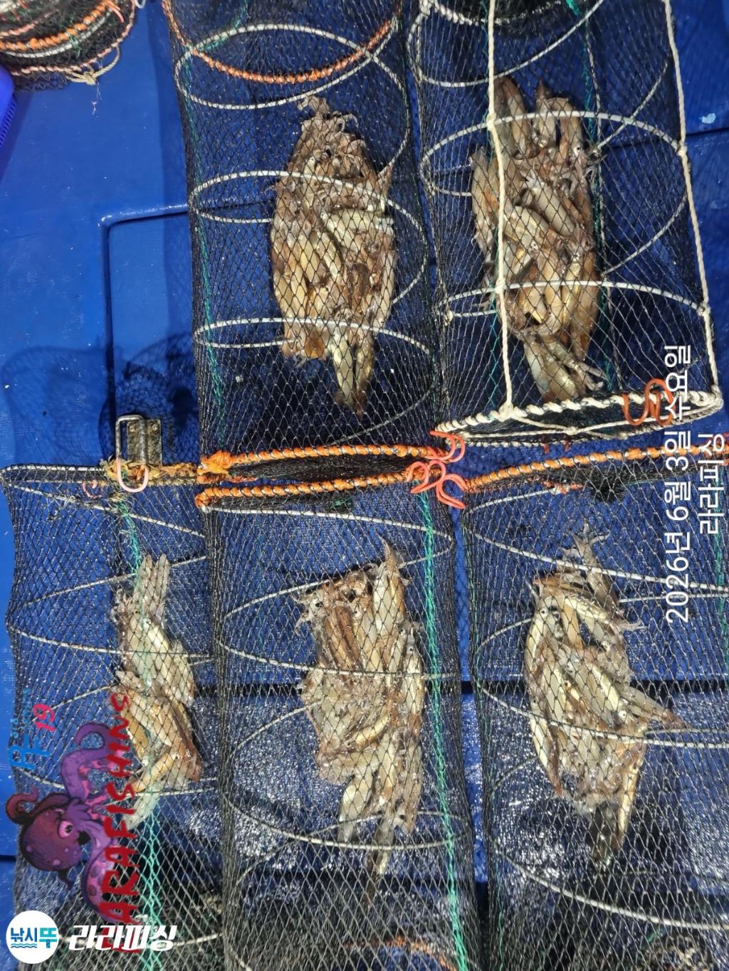 낚시뚜,화살촉오징어,속천항(진해),라라피싱,낚시뚜16