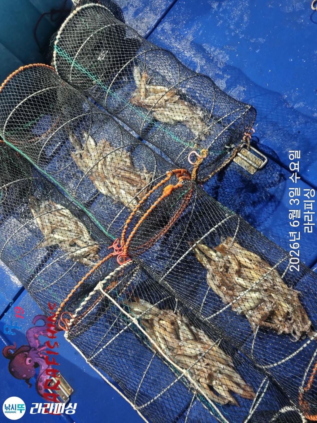 낚시뚜,화살촉오징어,속천항(진해),라라피싱,낚시뚜13