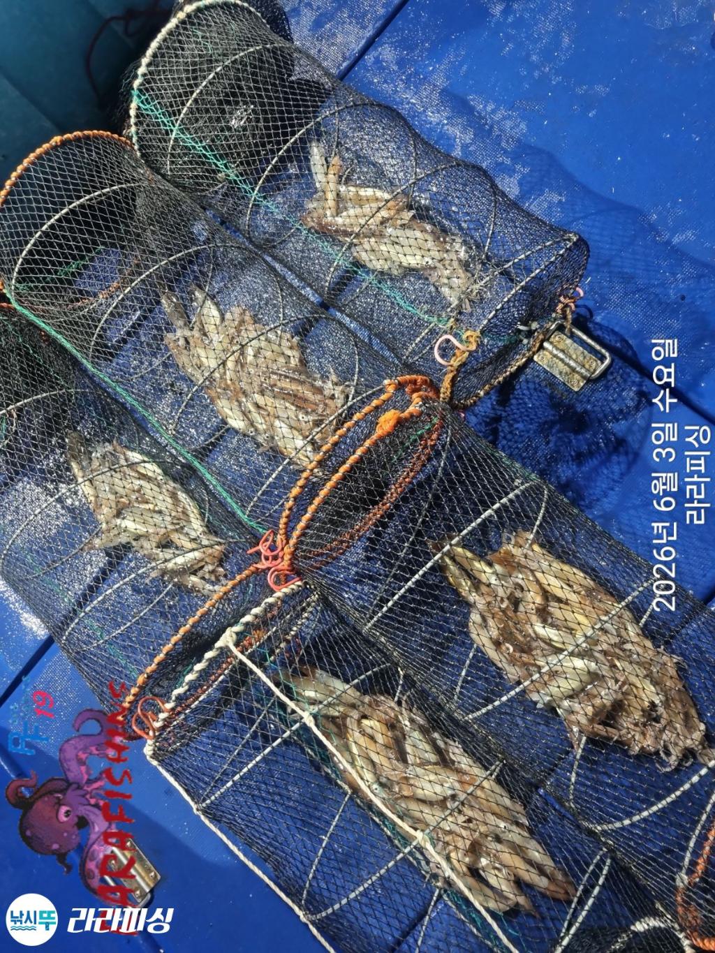 낚시뚜,화살촉오징어,속천항(진해),라라피싱,낚시뚜12
