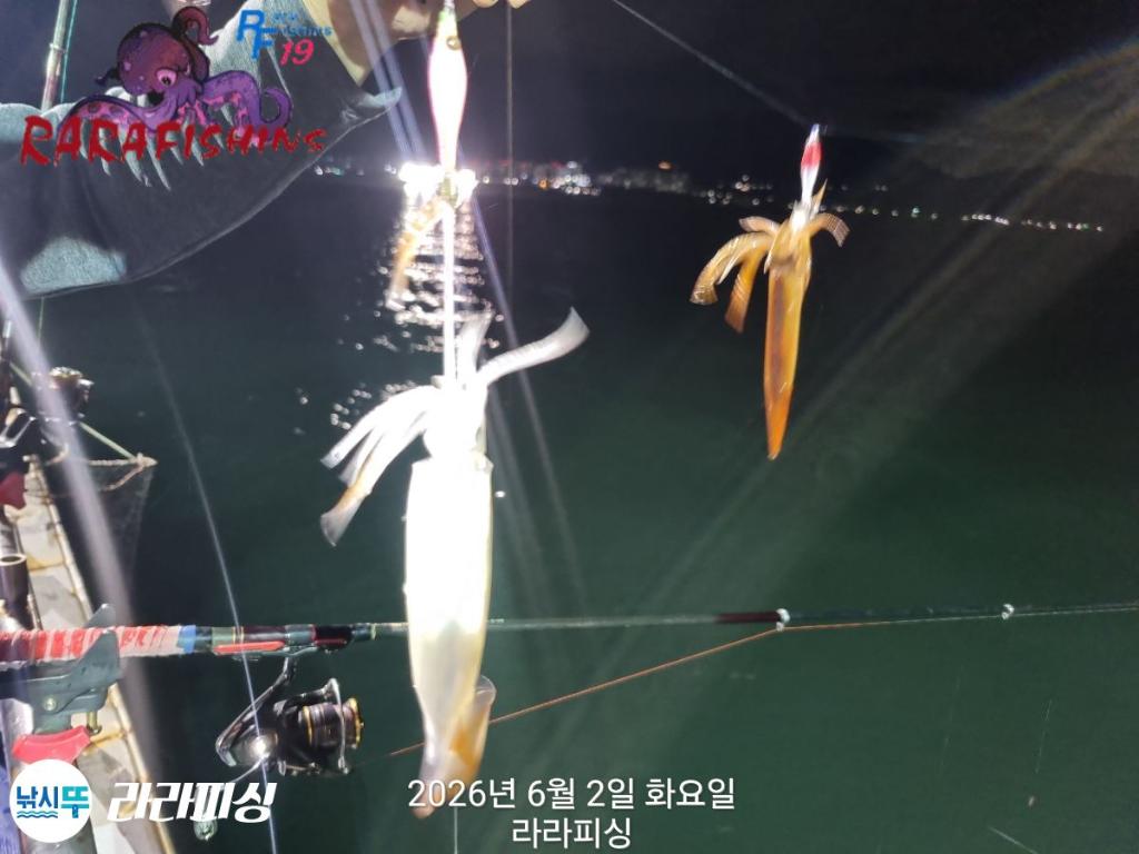 낚시뚜,화살촉오징어,속천항(진해),라라피싱,낚시뚜4