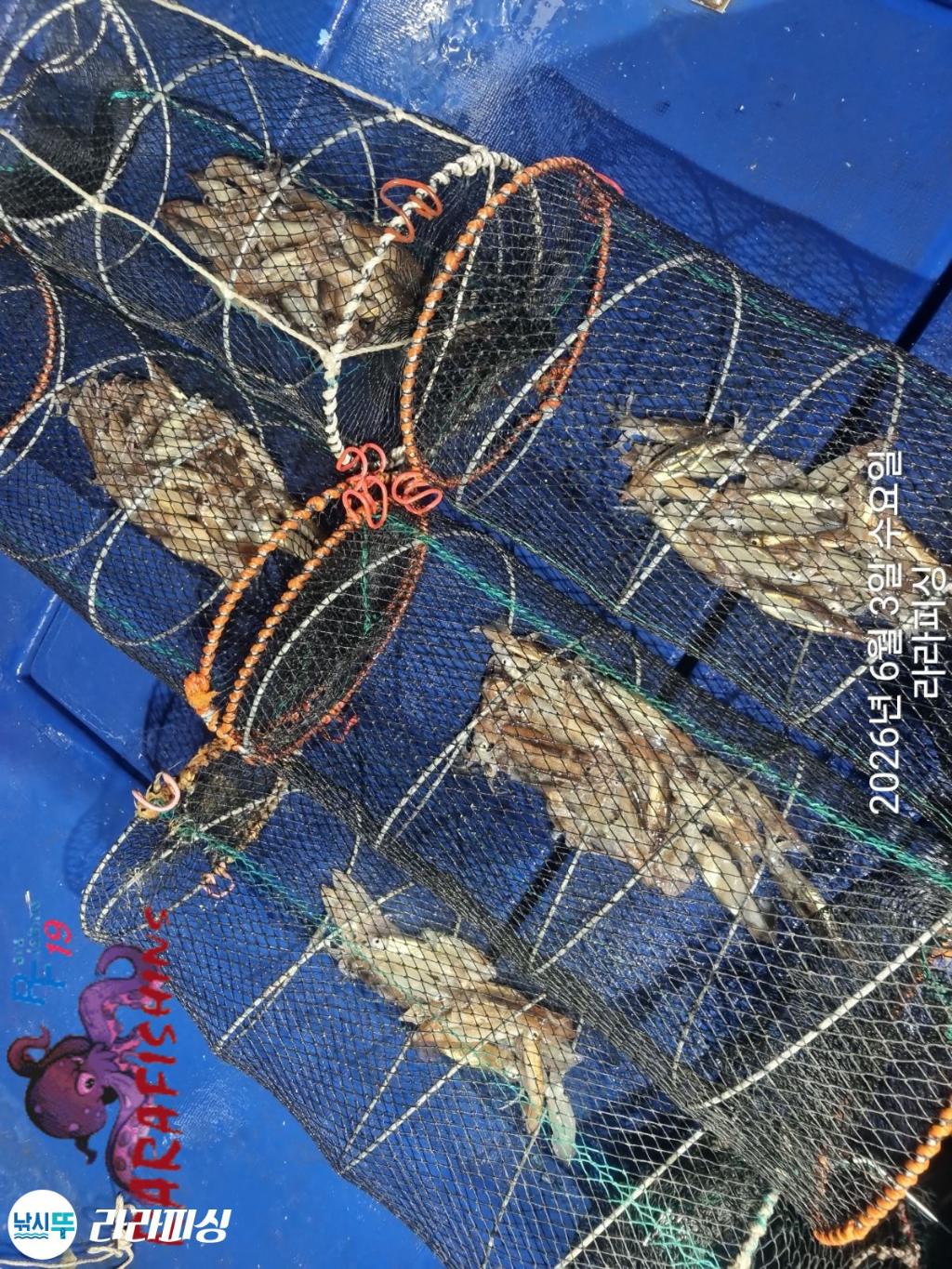낚시뚜,화살촉오징어,속천항(진해),라라피싱,낚시뚜13