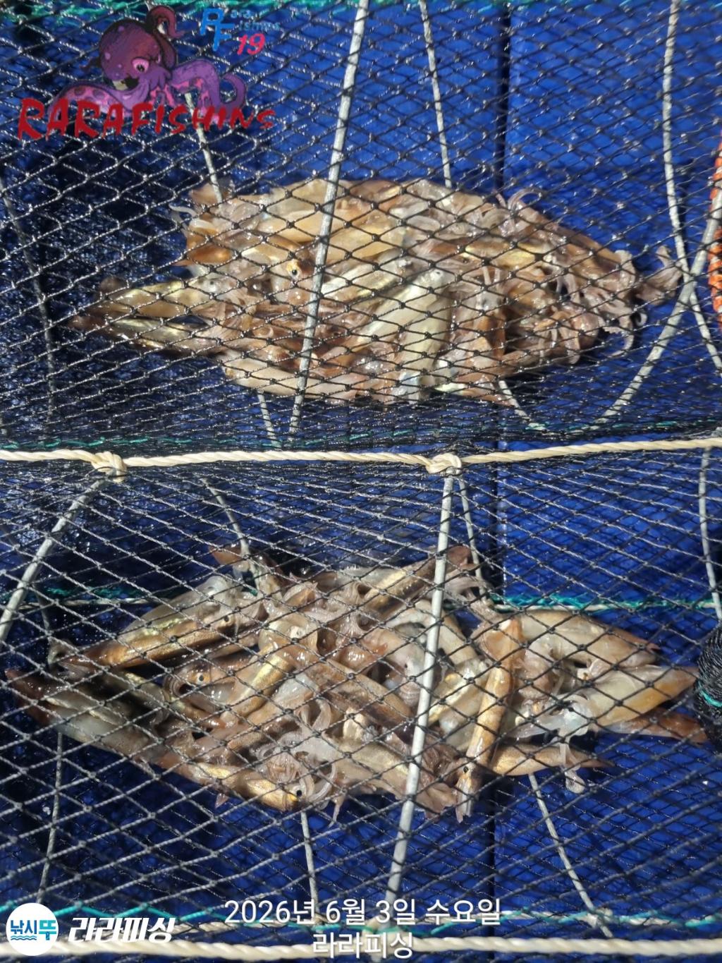 낚시뚜,화살촉오징어,속천항(진해),라라피싱,낚시뚜12
