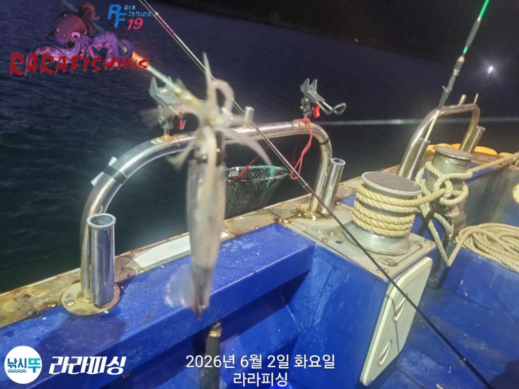 낚시뚜,화살촉오징어,속천항(진해),라라피싱,낚시뚜10