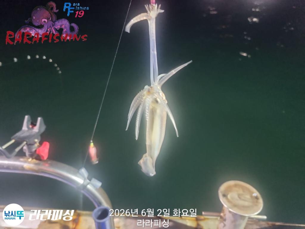 낚시뚜,화살촉오징어,속천항(진해),라라피싱,낚시뚜6