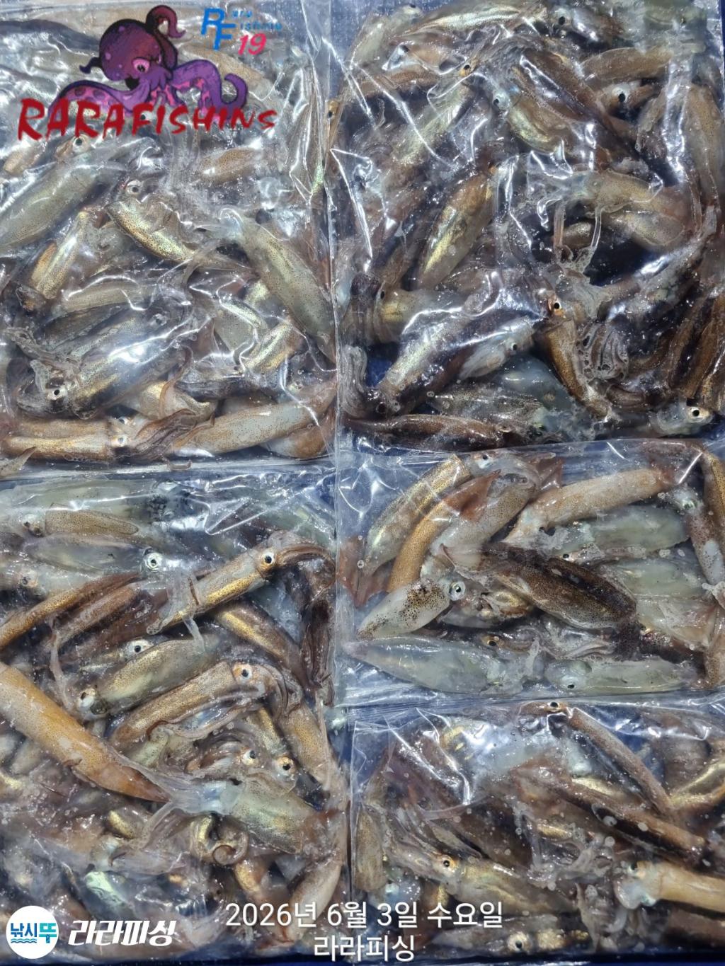 낚시뚜,화살촉오징어,속천항(진해),라라피싱,낚시뚜0