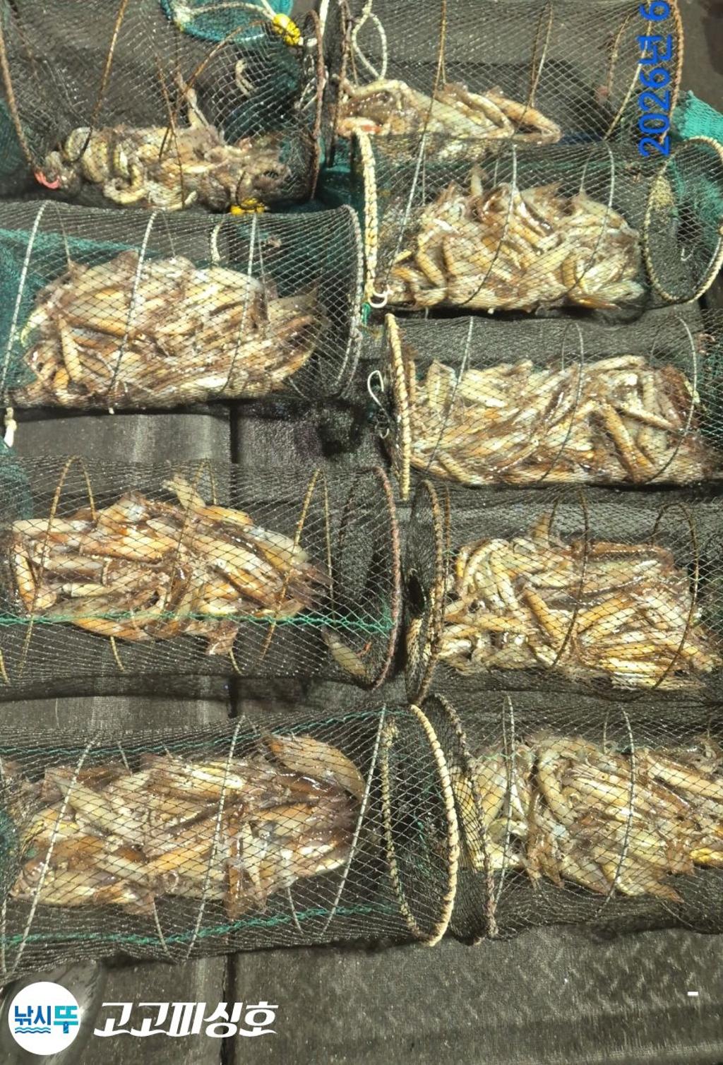 낚시뚜,화살촉오징어,속천항(진해),고고피싱호,낚시뚜24