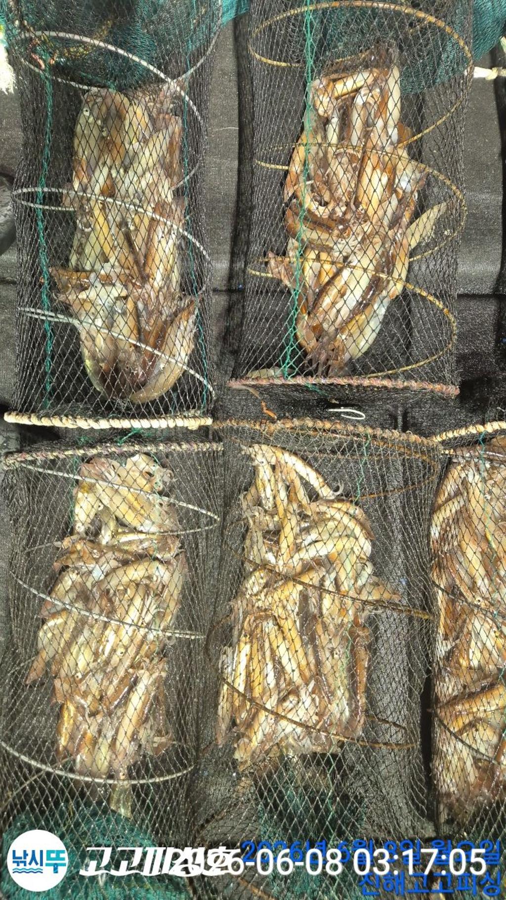 낚시뚜,화살촉오징어,속천항(진해),고고피싱호,낚시뚜22