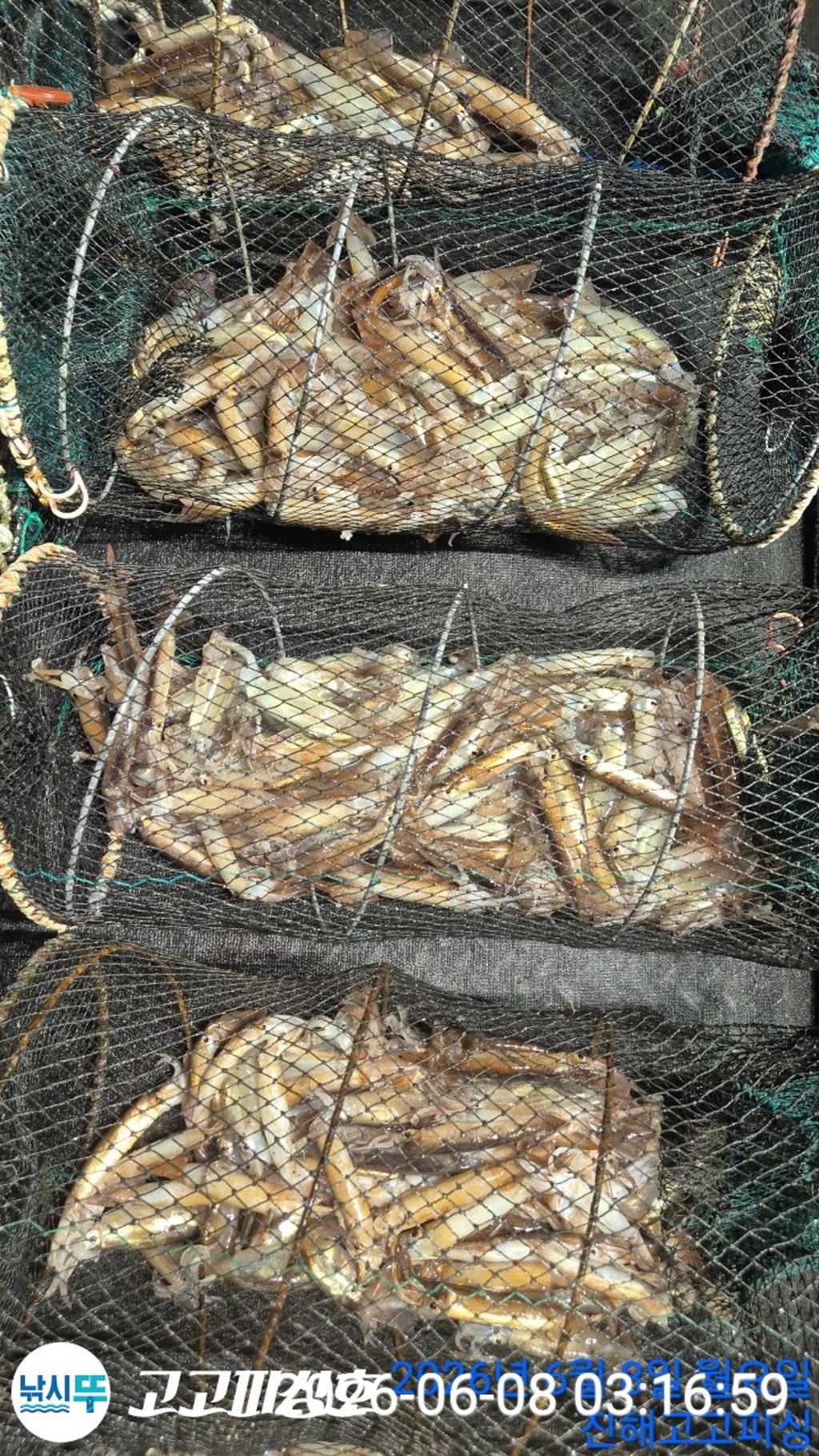 낚시뚜,화살촉오징어,속천항(진해),고고피싱호,낚시뚜20