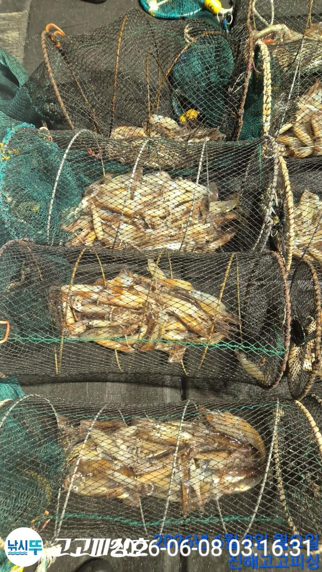 낚시뚜,화살촉오징어,속천항(진해),고고피싱호,낚시뚜16