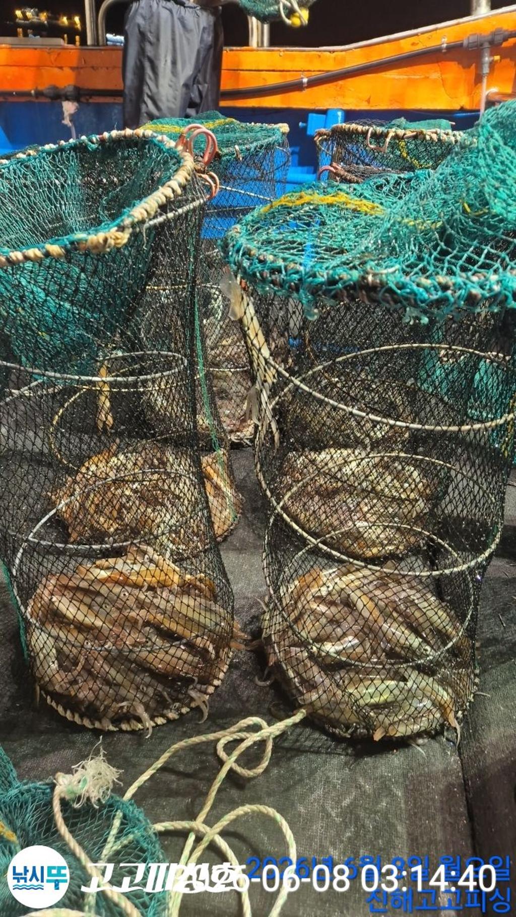 낚시뚜,화살촉오징어,속천항(진해),고고피싱호,낚시뚜9