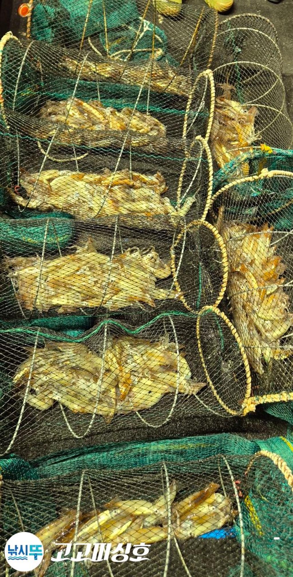 낚시뚜,화살촉오징어,속천항(진해),고고피싱호,낚시뚜20