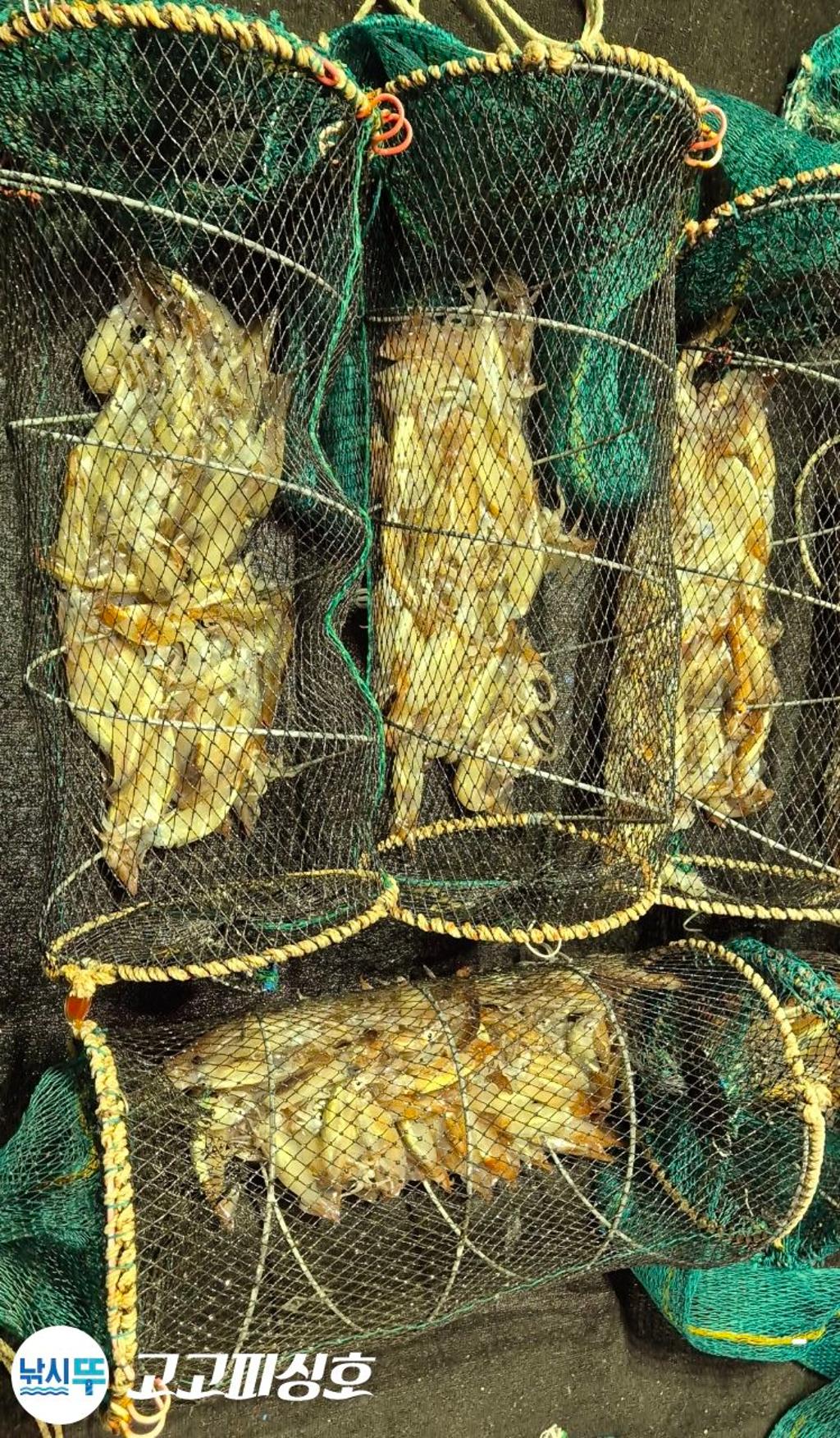 낚시뚜,화살촉오징어,속천항(진해),고고피싱호,낚시뚜19