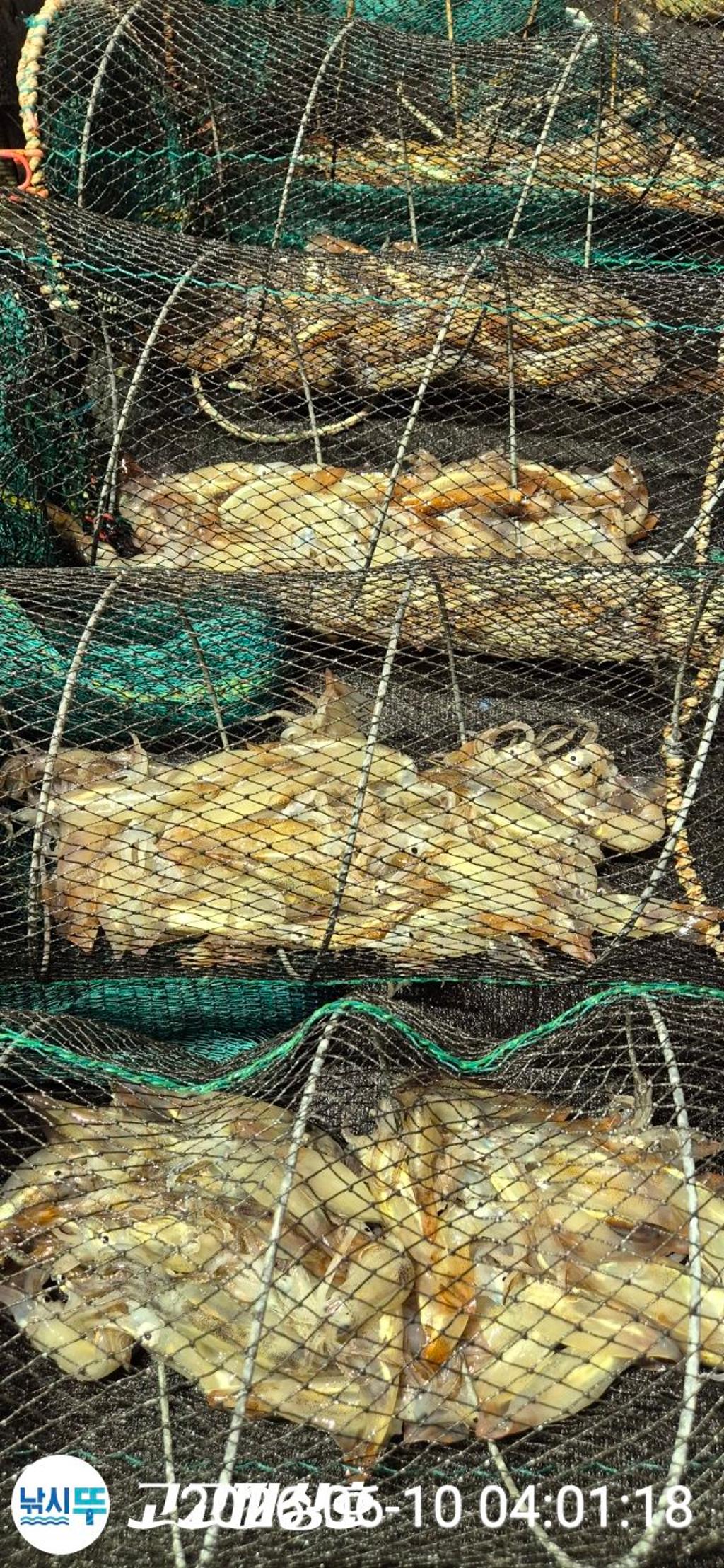 낚시뚜,화살촉오징어,속천항(진해),고고피싱호,낚시뚜18