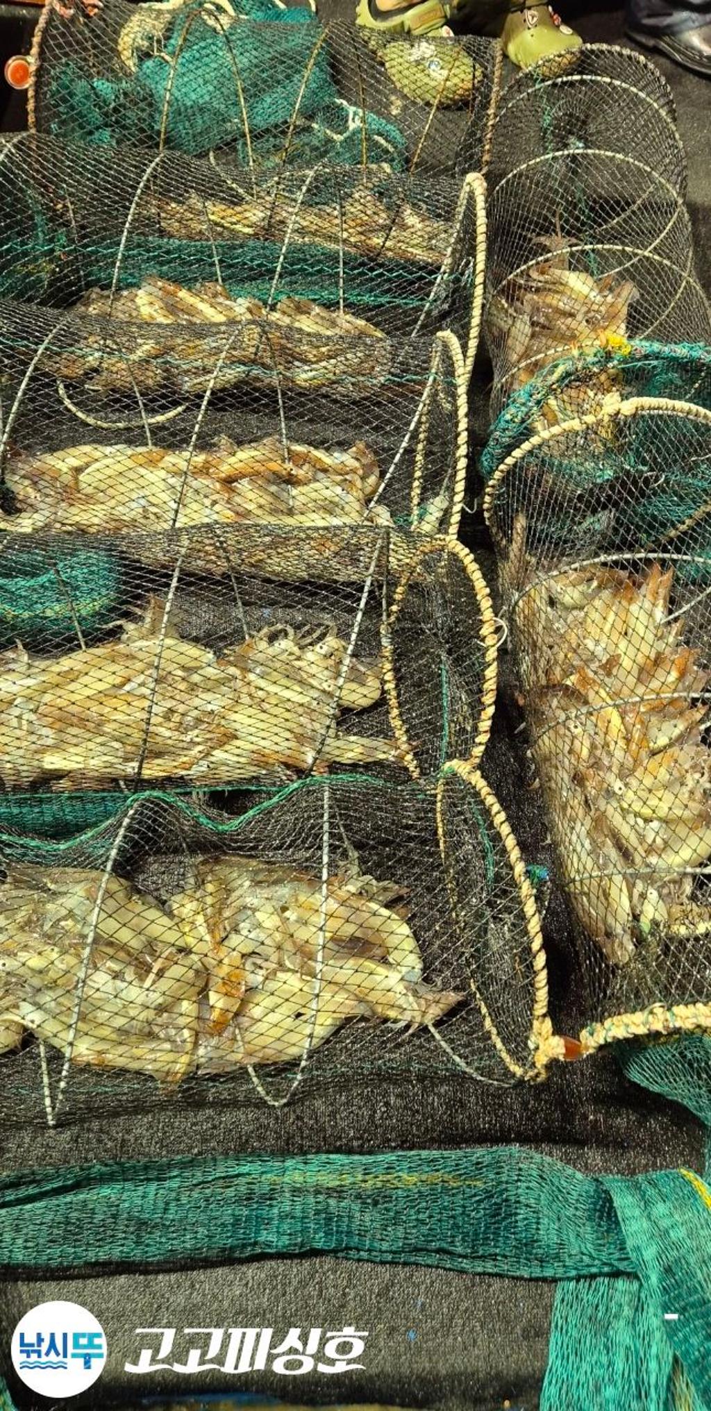 낚시뚜,화살촉오징어,속천항(진해),고고피싱호,낚시뚜17