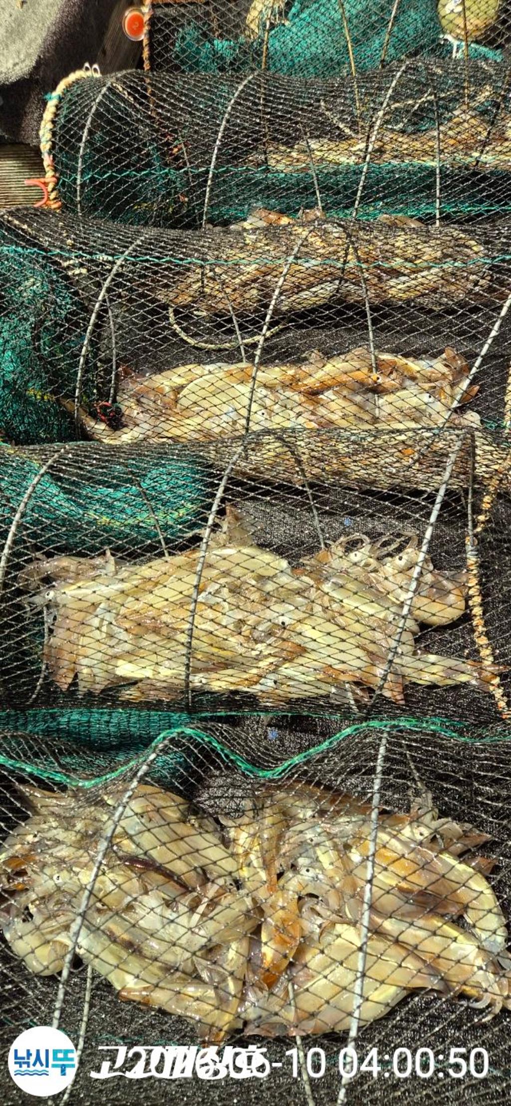 낚시뚜,화살촉오징어,속천항(진해),고고피싱호,낚시뚜16