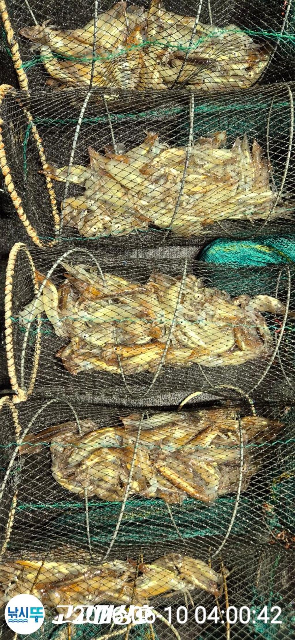 낚시뚜,화살촉오징어,속천항(진해),고고피싱호,낚시뚜14