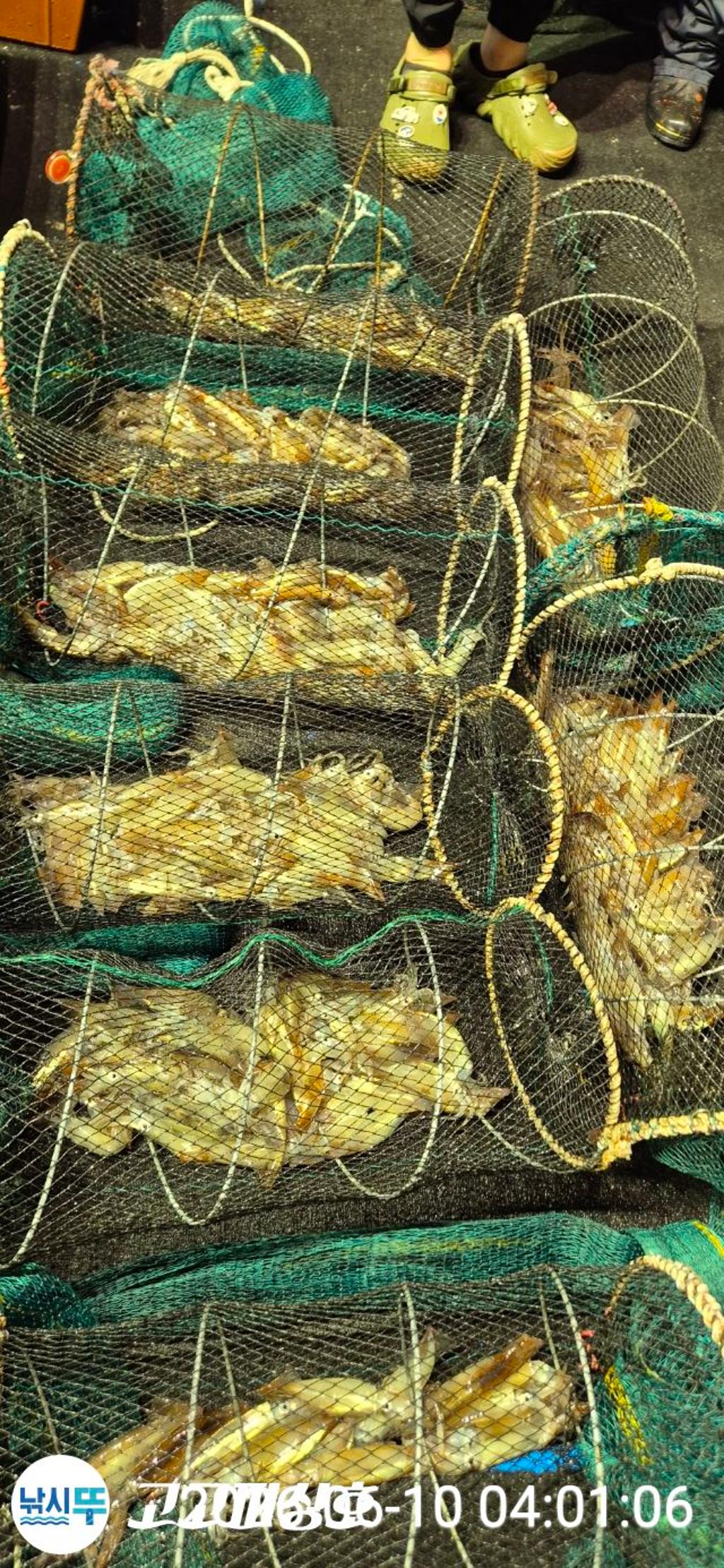 낚시뚜,화살촉오징어,속천항(진해),고고피싱호,낚시뚜10
