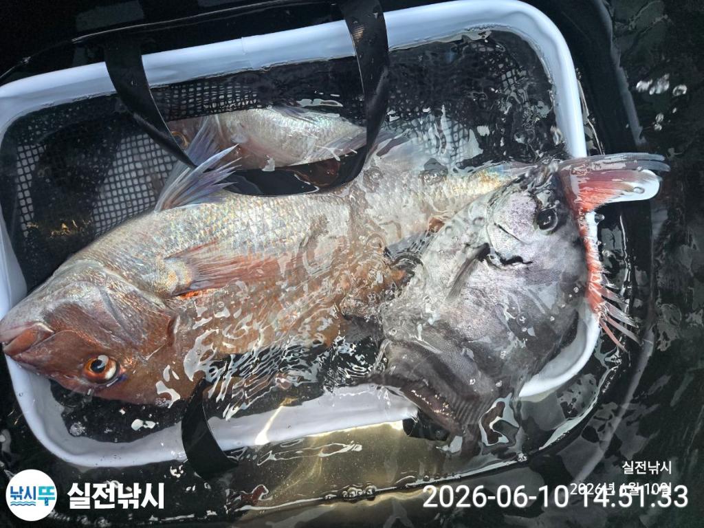 낚시뚜,돌돔,참돔,벵에돔,녹동항,실전낚시,낚시뚜3