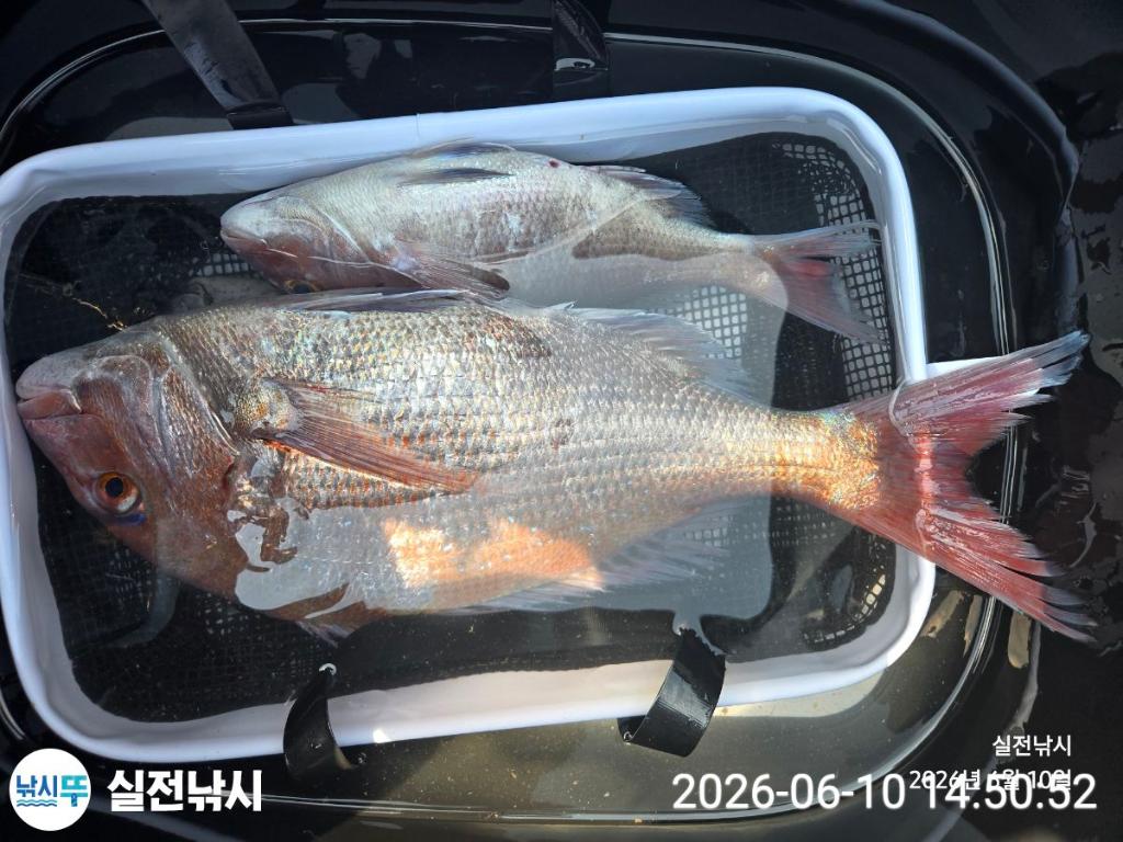 낚시뚜,돌돔,참돔,벵에돔,녹동항,실전낚시,낚시뚜1