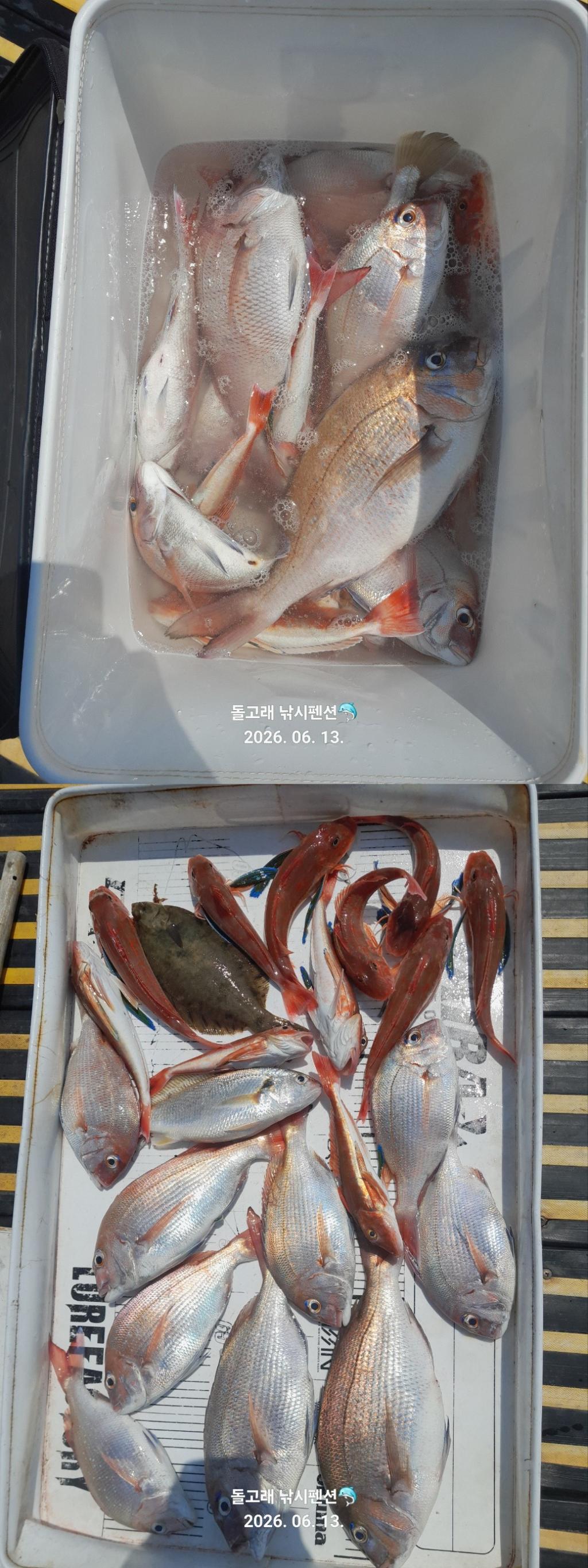 낚시뚜,참돔,풍화상장마을,풍화리돌고래낚시,낚시뚜0