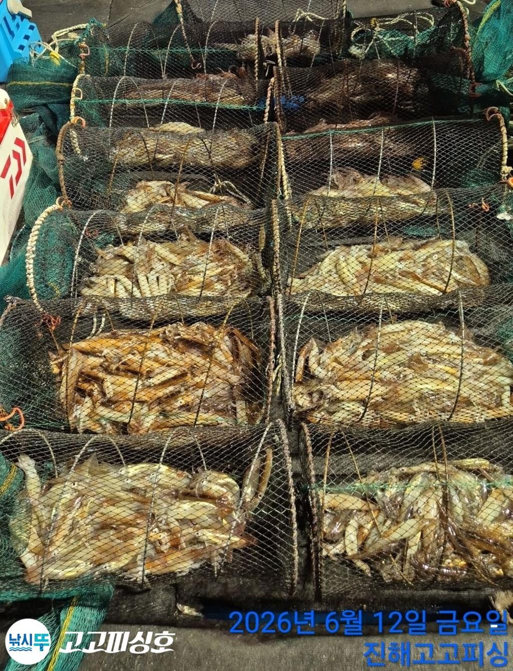 낚시뚜,화살촉오징어,속천항(진해),고고피싱호,낚시뚜21