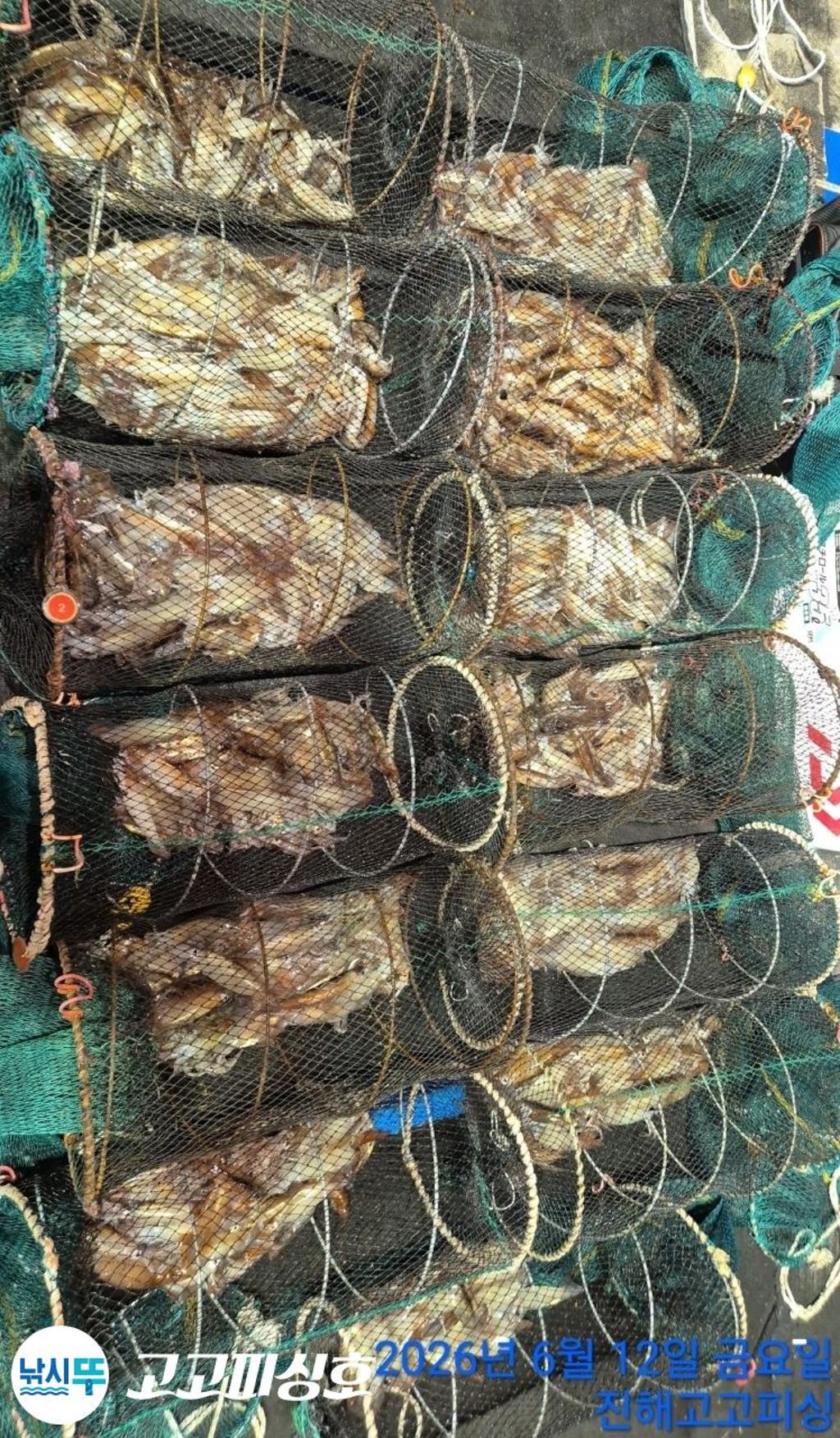 낚시뚜,화살촉오징어,속천항(진해),고고피싱호,낚시뚜20