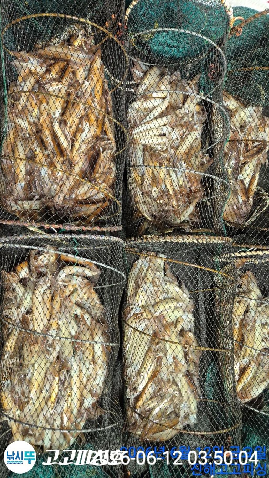 낚시뚜,화살촉오징어,속천항(진해),고고피싱호,낚시뚜18