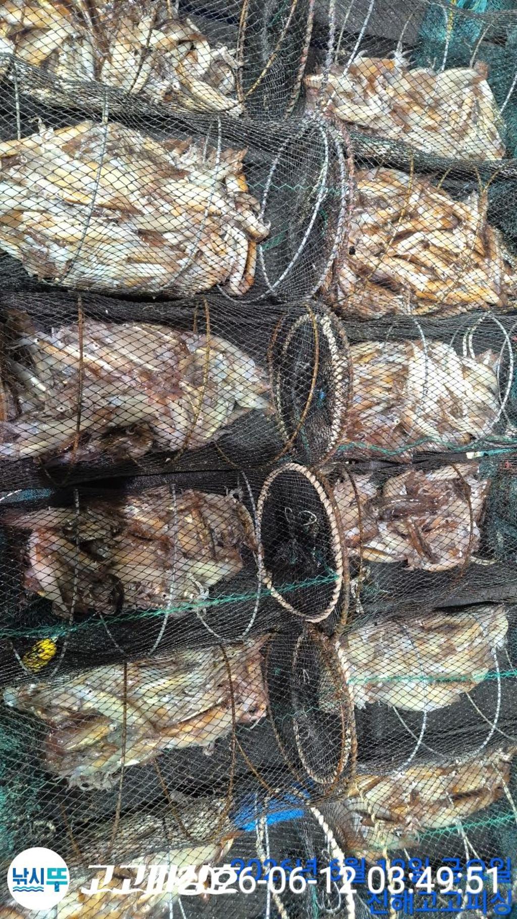 낚시뚜,화살촉오징어,속천항(진해),고고피싱호,낚시뚜15