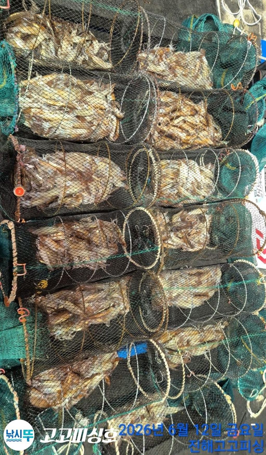 낚시뚜,화살촉오징어,속천항(진해),고고피싱호,낚시뚜14