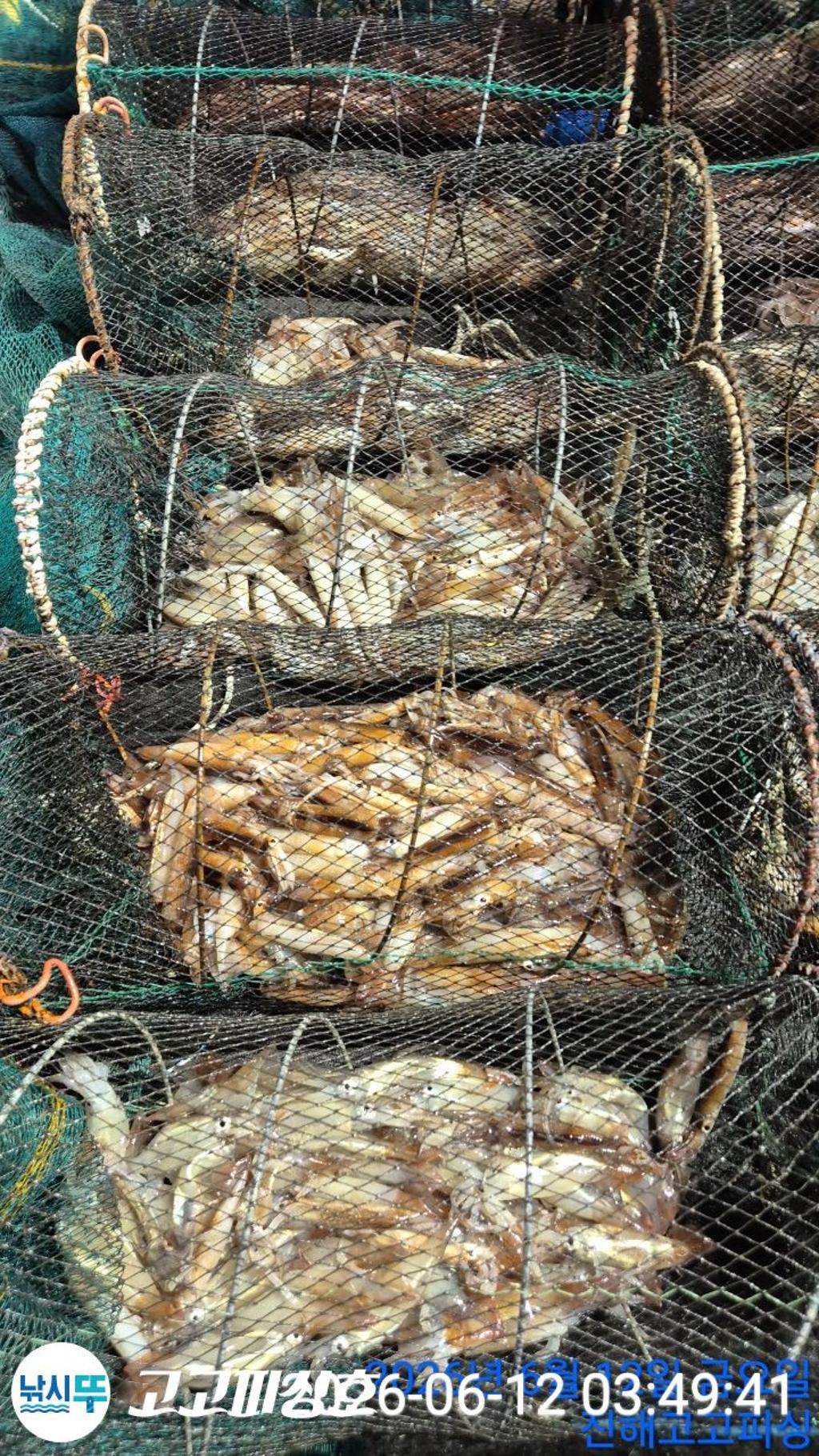 낚시뚜,화살촉오징어,속천항(진해),고고피싱호,낚시뚜12