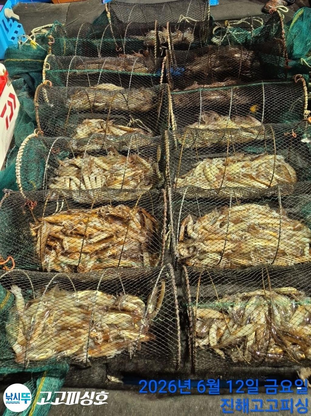 낚시뚜,화살촉오징어,속천항(진해),고고피싱호,낚시뚜11