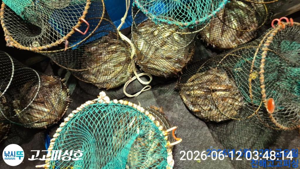 낚시뚜,화살촉오징어,속천항(진해),고고피싱호,낚시뚜10