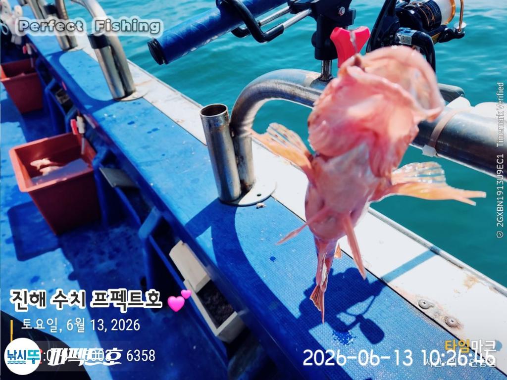 낚시뚜,쏨뱅이,진해 수치마을 방파제,퍼펙트호,낚시뚜8