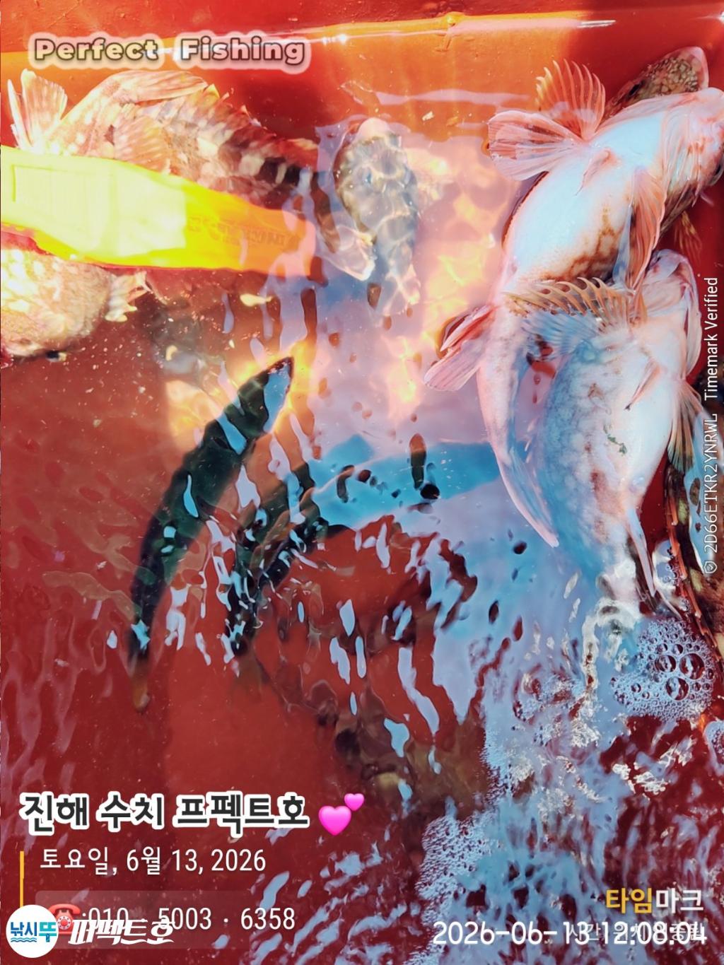 낚시뚜,쏨뱅이,진해 수치마을 방파제,퍼펙트호,낚시뚜4