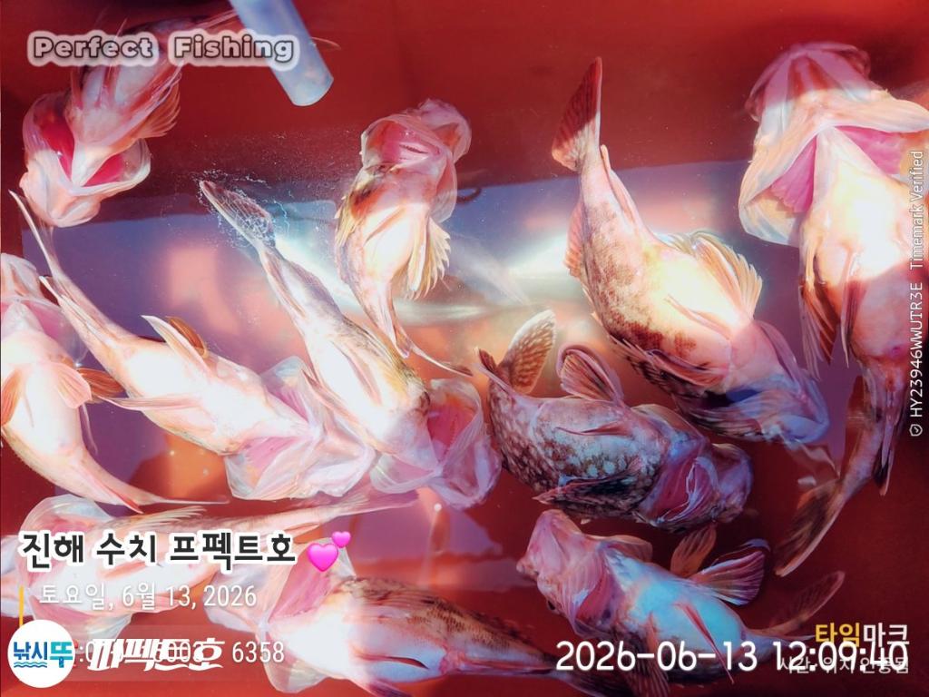 낚시뚜,쏨뱅이,진해 수치마을 방파제,퍼펙트호,낚시뚜1