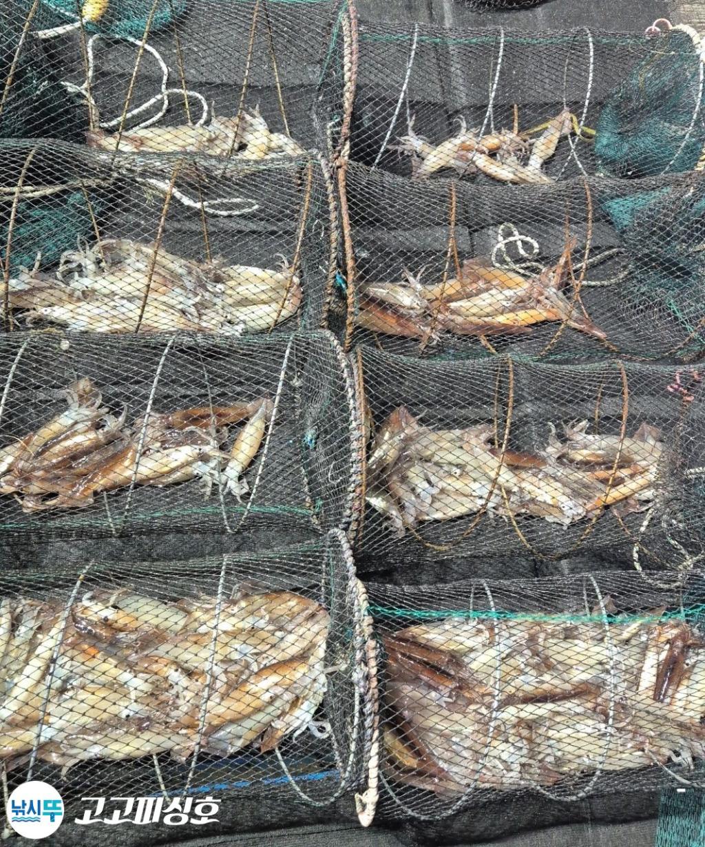 낚시뚜,화살촉오징어,속천항(진해),고고피싱호,낚시뚜17