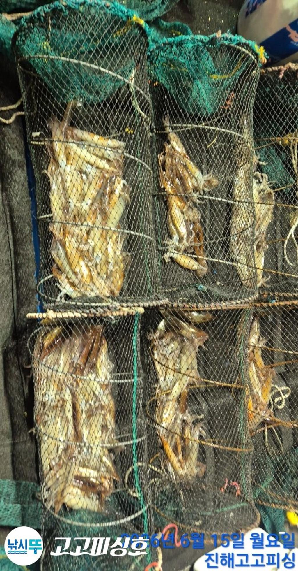 낚시뚜,화살촉오징어,속천항(진해),고고피싱호,낚시뚜15