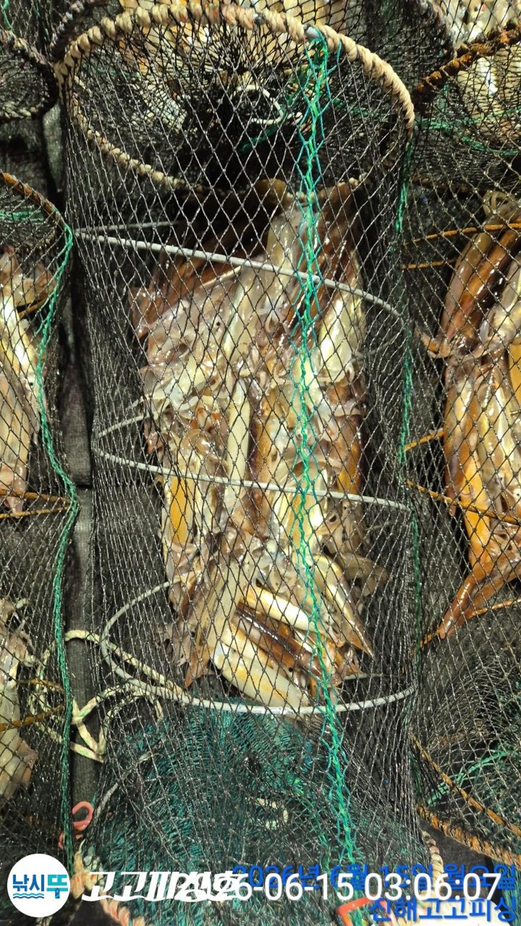 낚시뚜,화살촉오징어,속천항(진해),고고피싱호,낚시뚜14